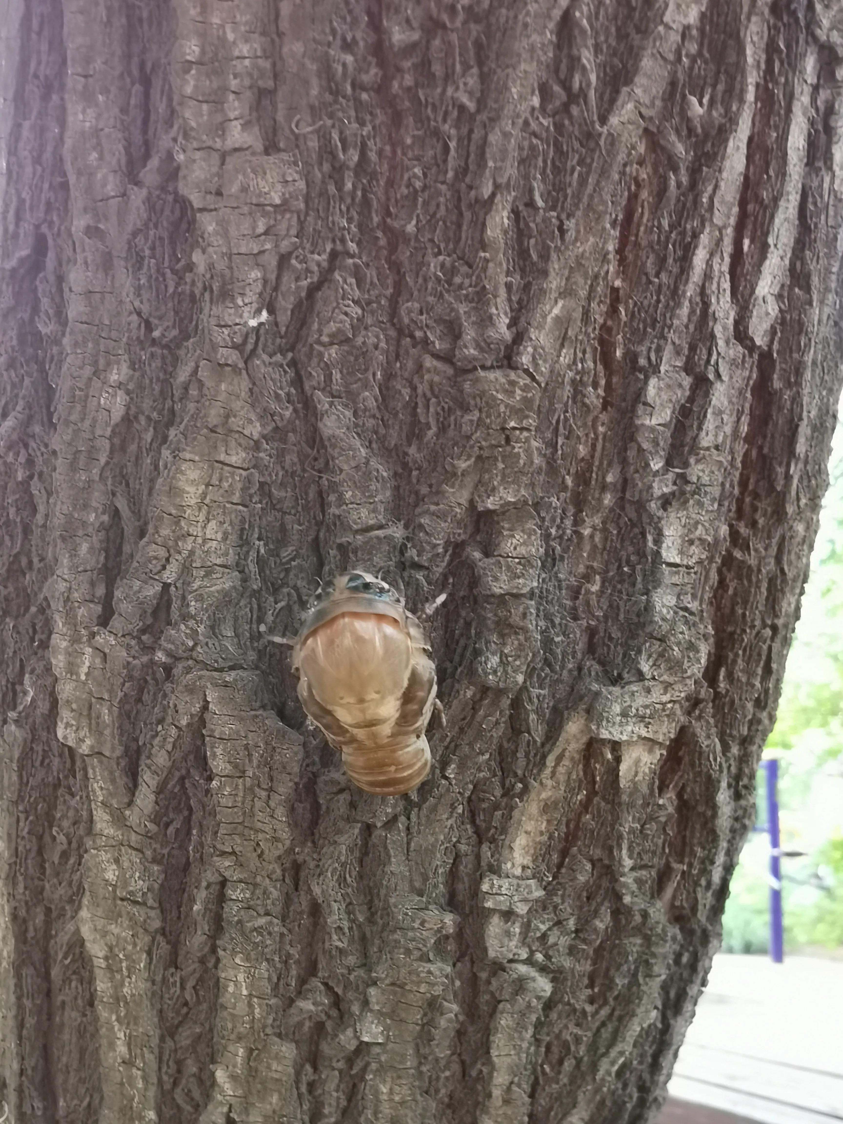 七月来了,天津小区知了钻出地面,曾经枯死的石榴树竟有发芽的