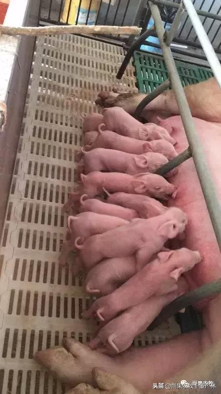 如果现在有育肥1万头和后备3000头两个项目，你会选哪个？