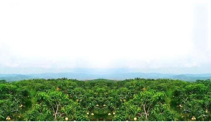 越南大青芒芒果中的巨无霸,越南大青芒泰国酸脆青芒果