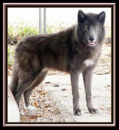 世界各国大型猛犬排名,世界各国猛犬排名