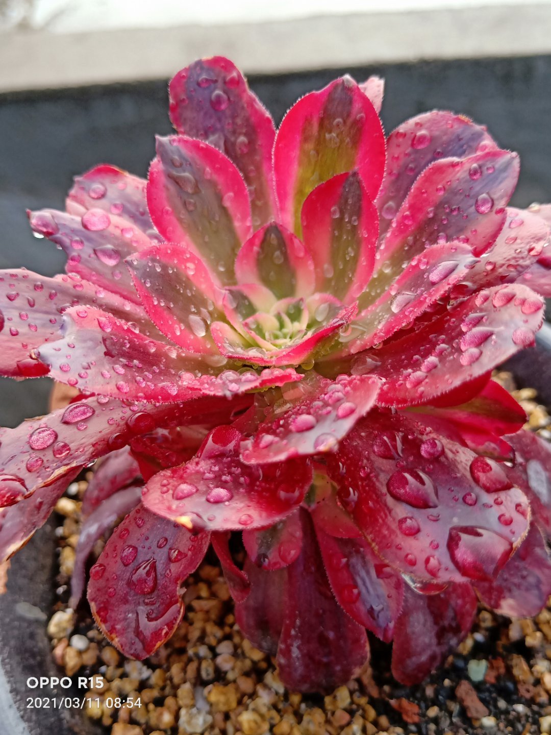 这3款多肉好养易活,这三种多肉不养成盆景就浪费了