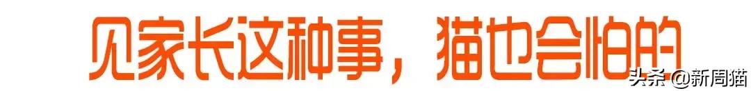 最近很火的一只猫的表情包,用了仓鼠猫表情包的人