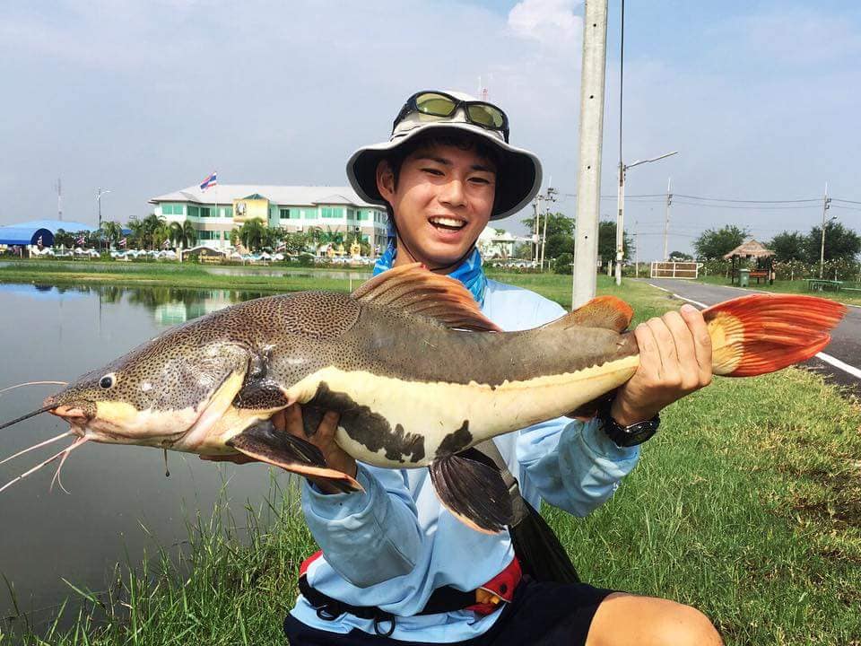 红尾鲶厉害吗,李大毛钓红尾鲶