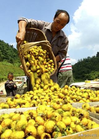 农村最快最赚钱的果树,三农种植致富技术果树