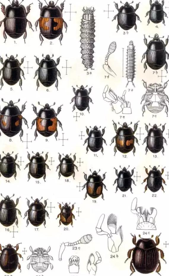 苍蝇的天敌和食物,苍蝇的克星食物