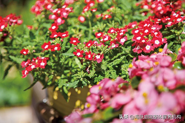怎样建造自己的院子美观,庭院种植区该怎么设计