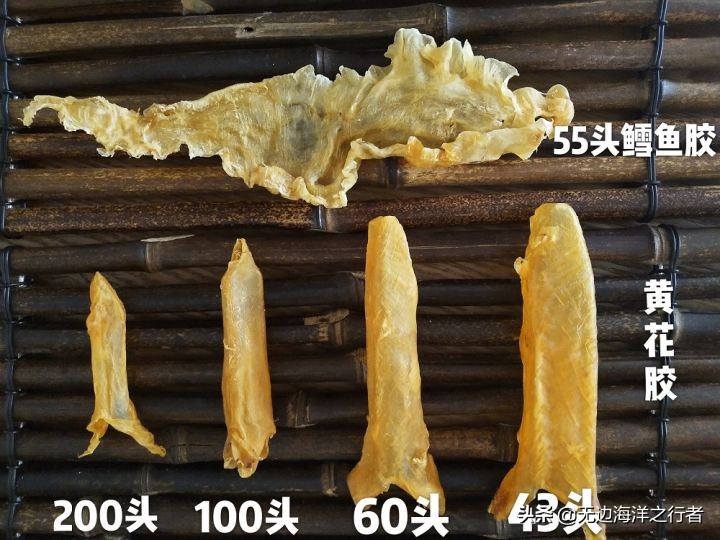 花胶的价格分析花胶多少钱一斤,花胶批发市场怎么选花胶