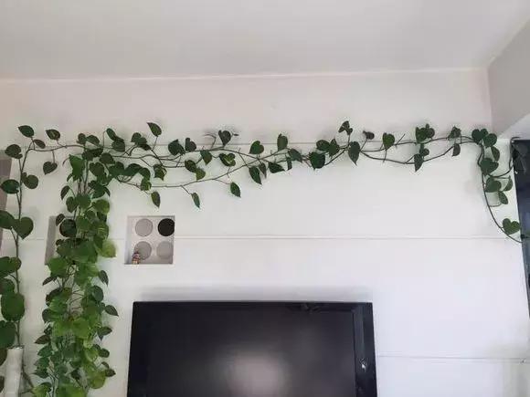 绿萝如何养才能活得更茂盛,养绿萝只需2个技巧