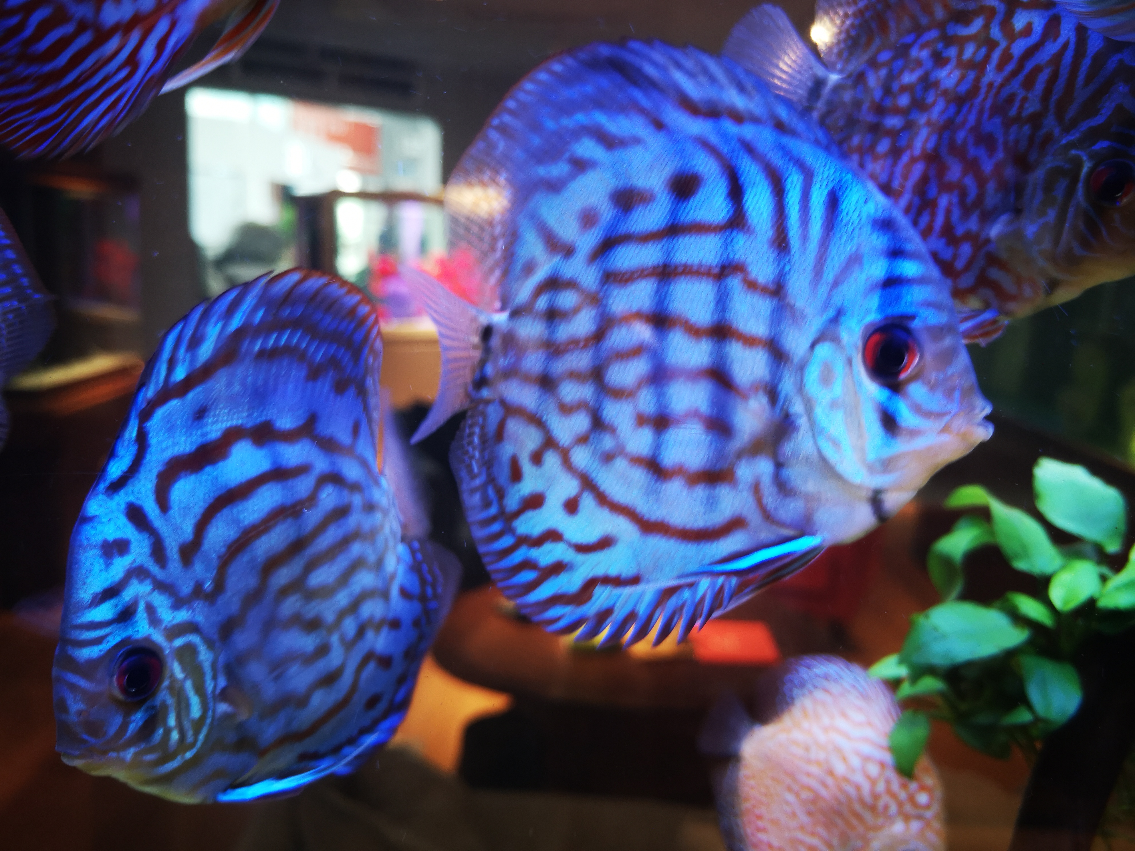 活性炭对于鱼缸的好处与坏处,鱼缸活性炭两年了还有效果吗