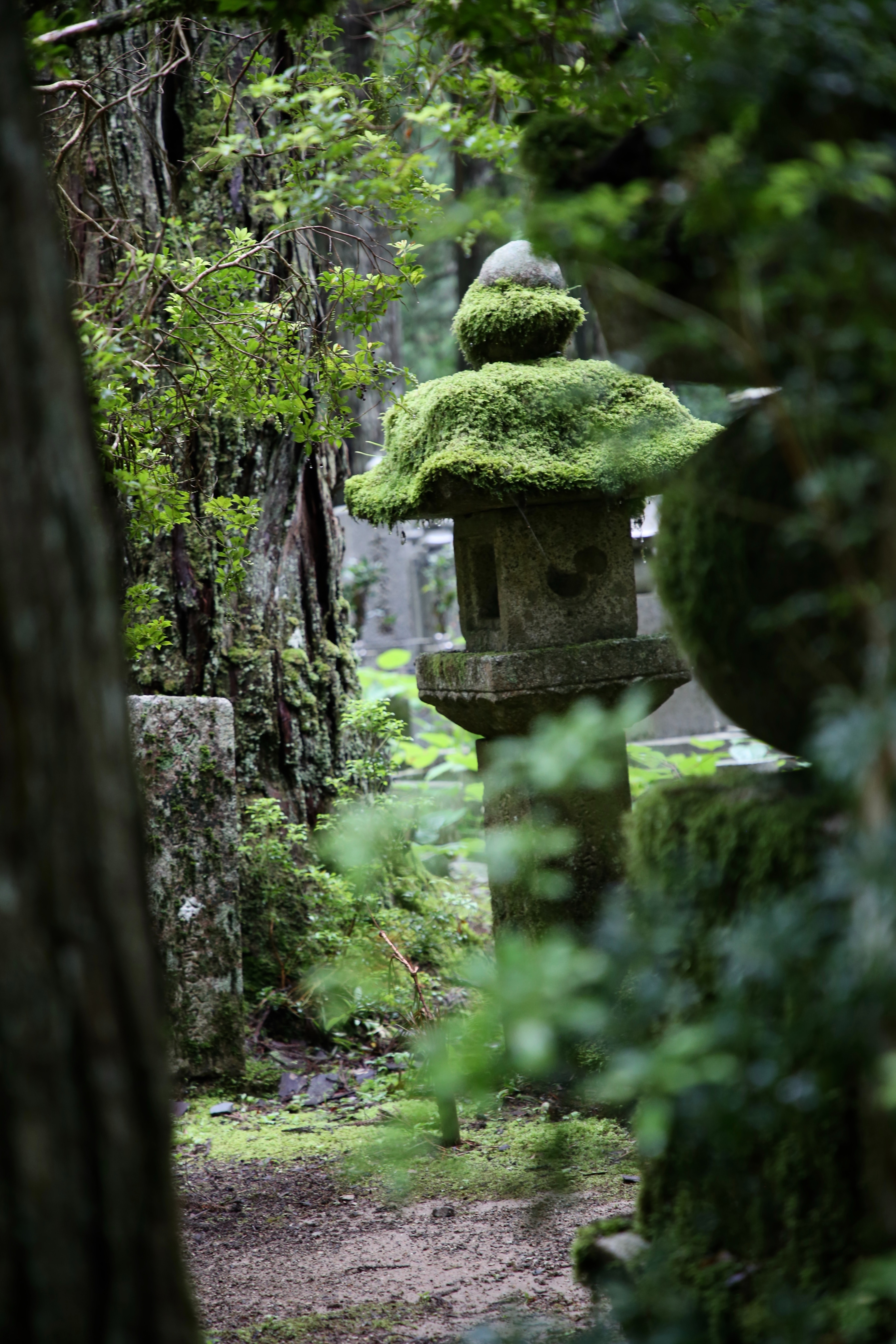 红杏出墙变成黄杏什么意思,有一枝红杏是什么意思