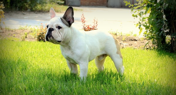 法国斗牛犬性格,法国斗牛犬的性格特征