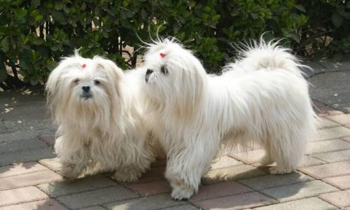 养狗管理条例什么时候实施,养狗条例哪年颁布的