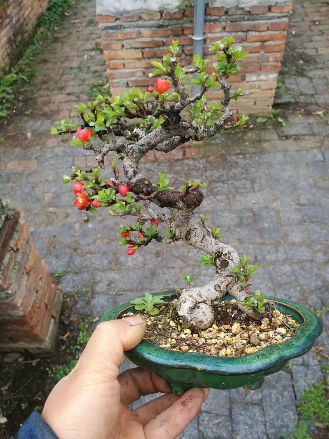 盆景粗枝拿弯的造型,盆景造型细长直杆