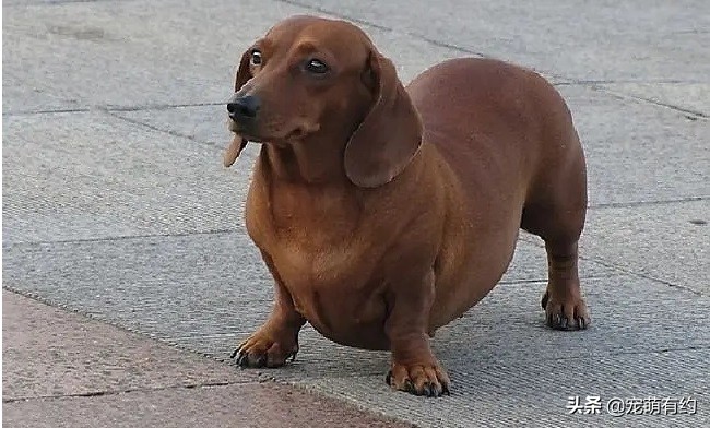 特别腊肠犬,腊肠犬太可爱