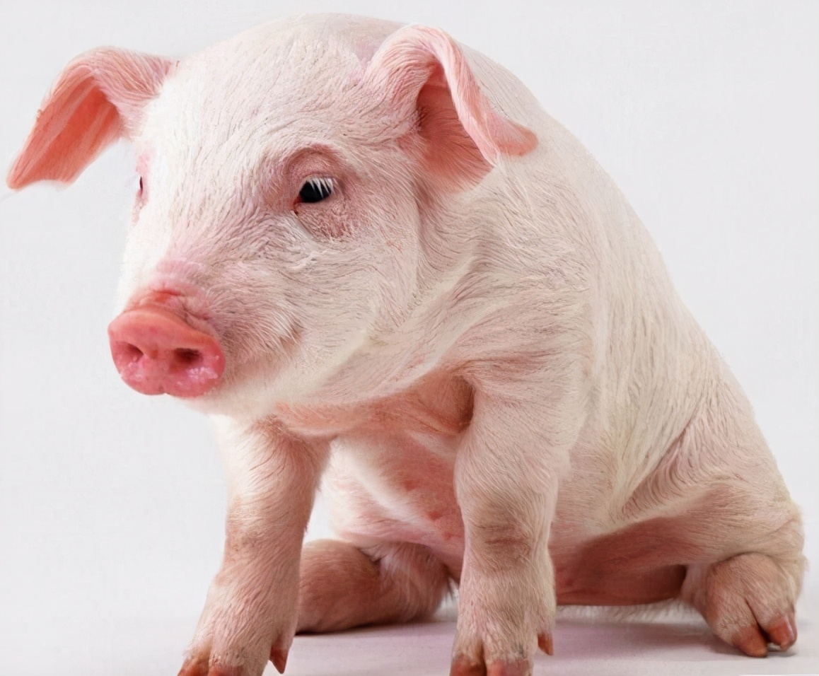 7日龄仔猪拉稀可喂土霉素吗,仔猪拉稀用土霉素