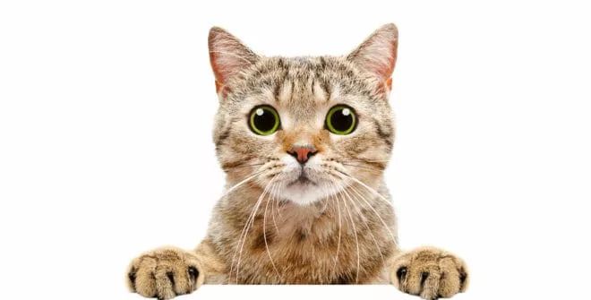 猫吃生骨肉好还是猫粮好,两个月的猫能吃冻干生骨肉猫粮吗