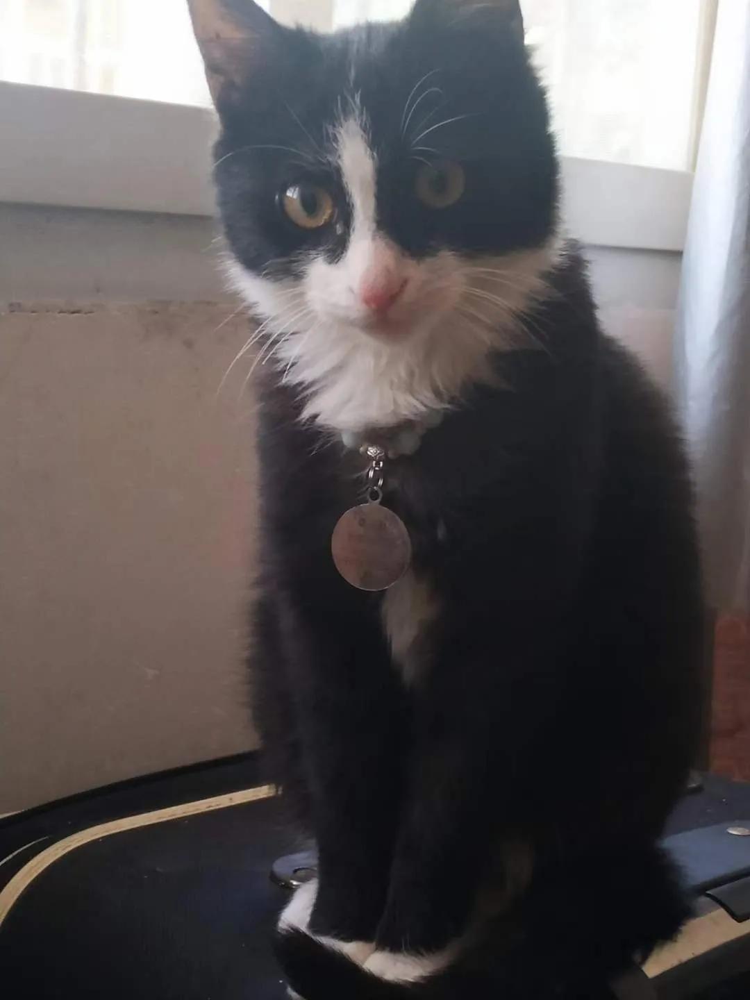 忘不掉的猫,一眼就忘不掉的猫