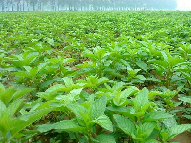 薄荷有什么不同的种植方法,薄荷种植田间管理技术