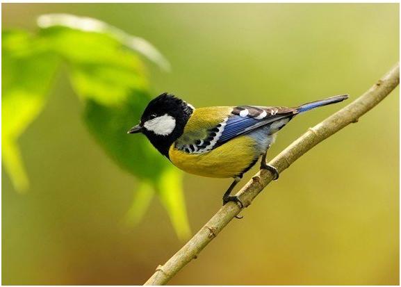 大量的马陆泛滥成灾如何药物杀灭,家庭灭马陆虫的办法