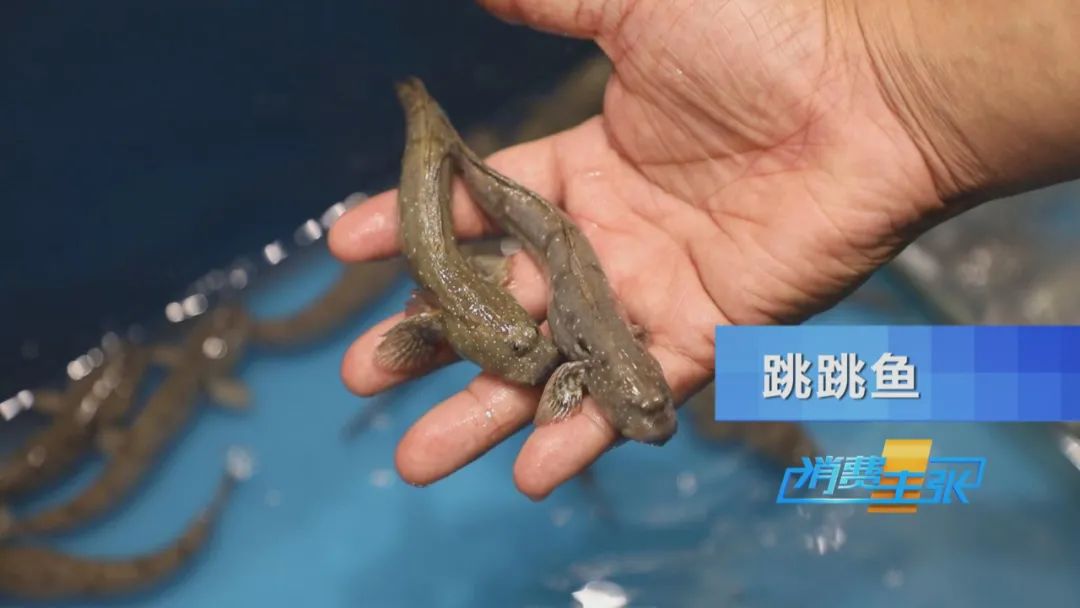 霞浦的海鲜真是便宜又好吃,霞浦真正便宜好吃的海鲜哪里吃