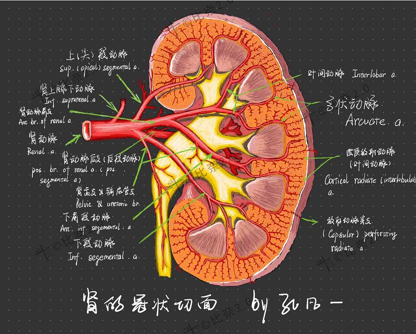 简单易画的人体解剖图,灵魂画手美术生