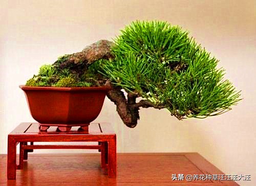 亭亭山上松瑟瑟谷中风谁写的,黑松临水造型盆景