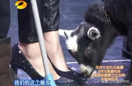 当年杨幂和刘恺威到底是什么情况,回顾杨幂与刘恺威过往经历