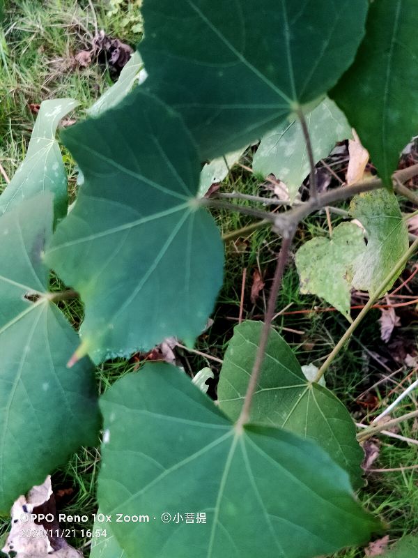 这种花通常用来比作美丽的女子,有人拿来做药,还有人当野菜吃