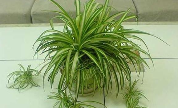 怎么养吊兰能长得好？做到这5点，盆栽观赏价值贼高