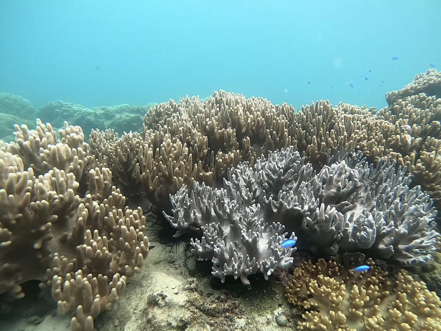 去三亚潜水哪个湾最好,三亚旅游潜水攻略自由行