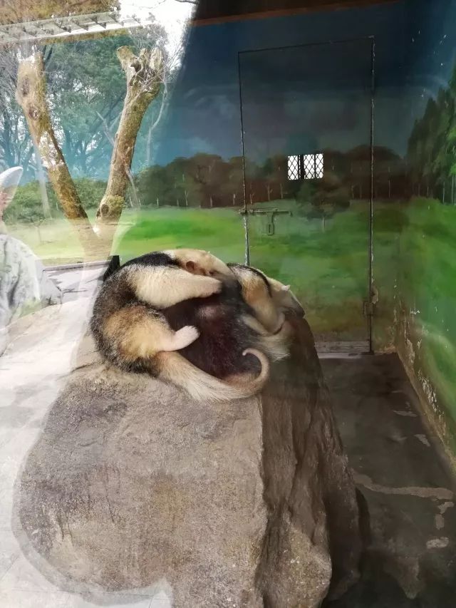 在上海迪士尼怎么玩比较快呢,在上海迪士尼玩一整天