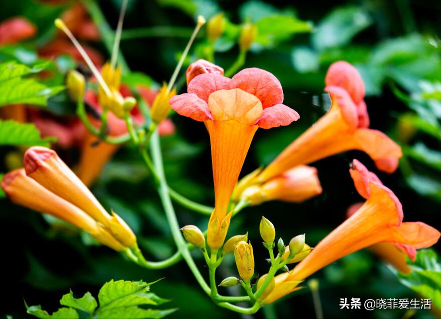 爬墙种植物大全,爬墙类绿植家种