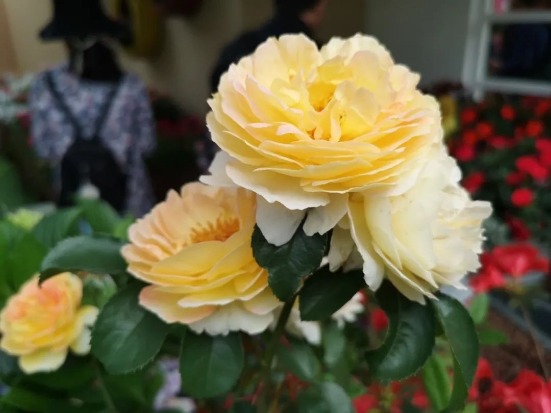 这个花展上的新优品种，为什么这么美？