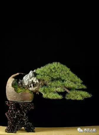 从盆景小白到终身爱好,初学者养盆景少走坑