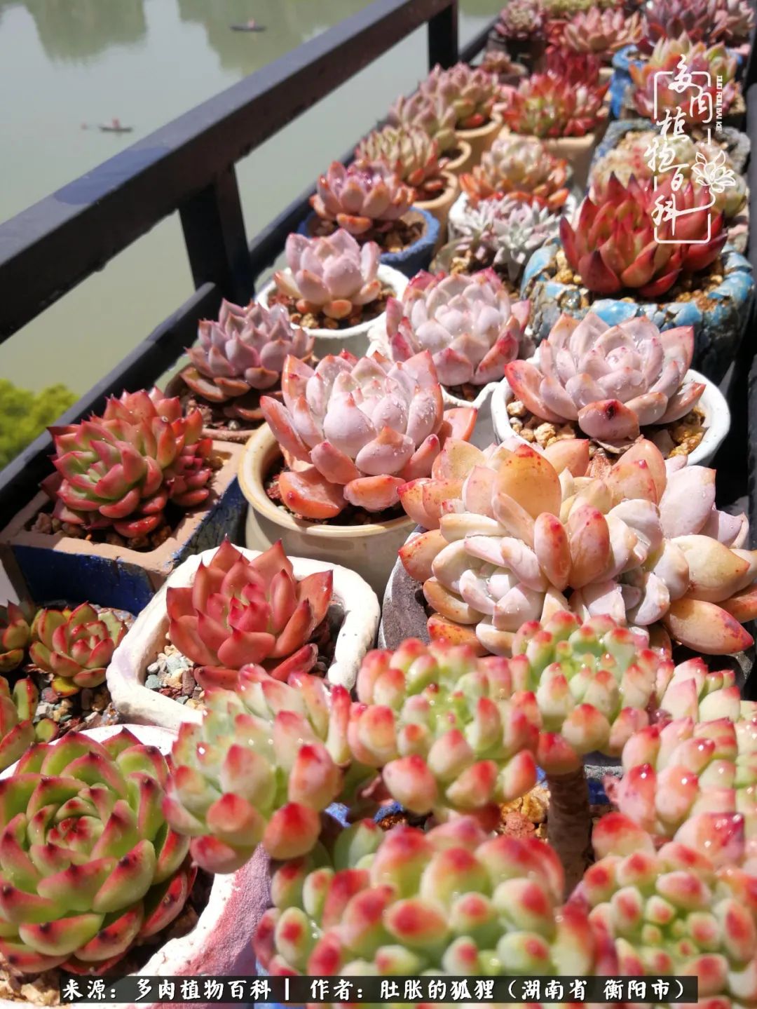 多肉用大盆养好还是用小盆养,多肉用石子养好还是用土养好