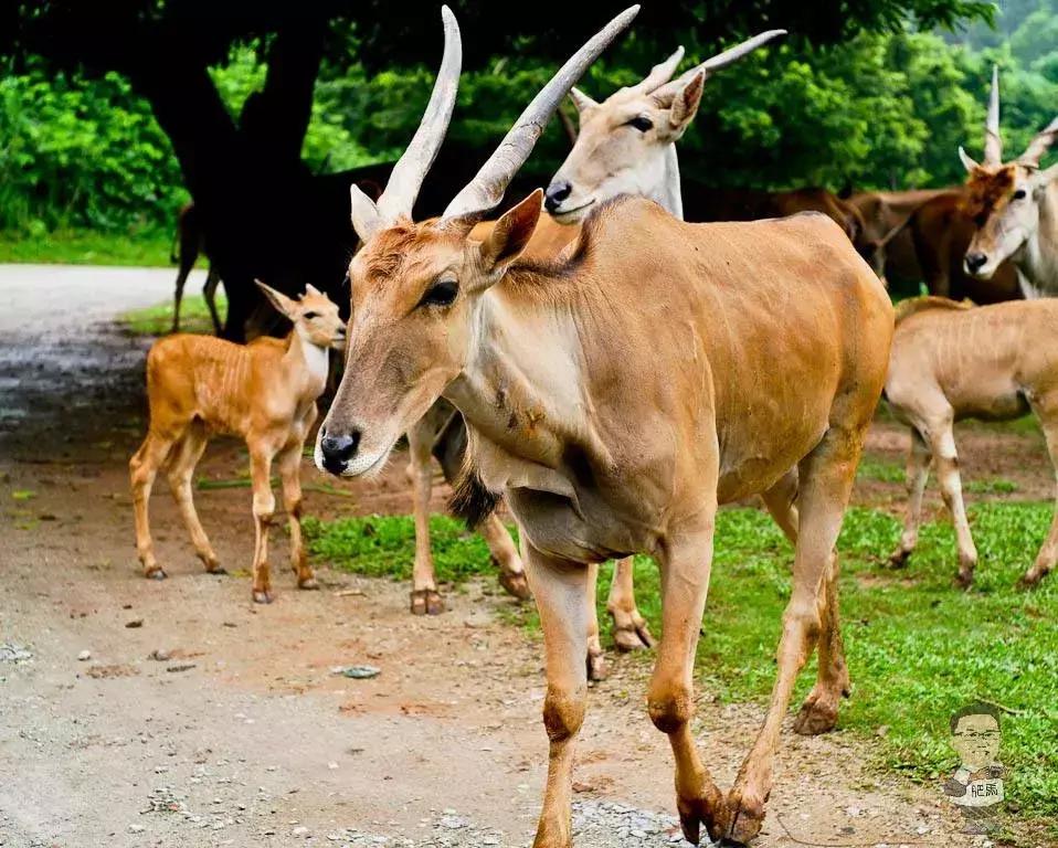 一日长隆野生动物园旅游攻略,暑假去长隆野生动物园自由行攻略