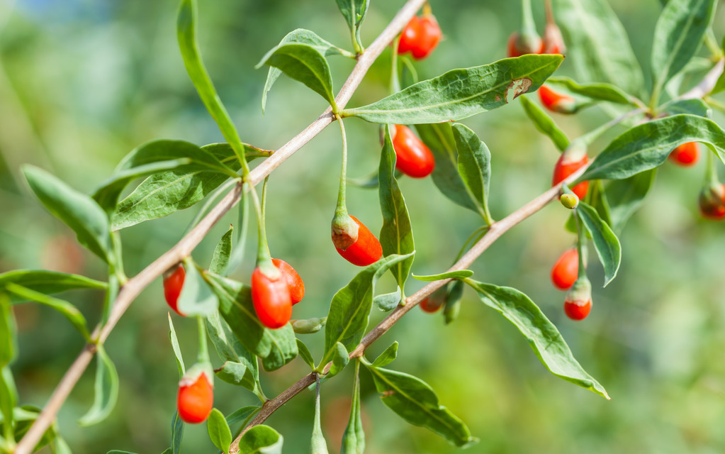 枸杞种植一株能长多少枝,枸杞树怎么种植