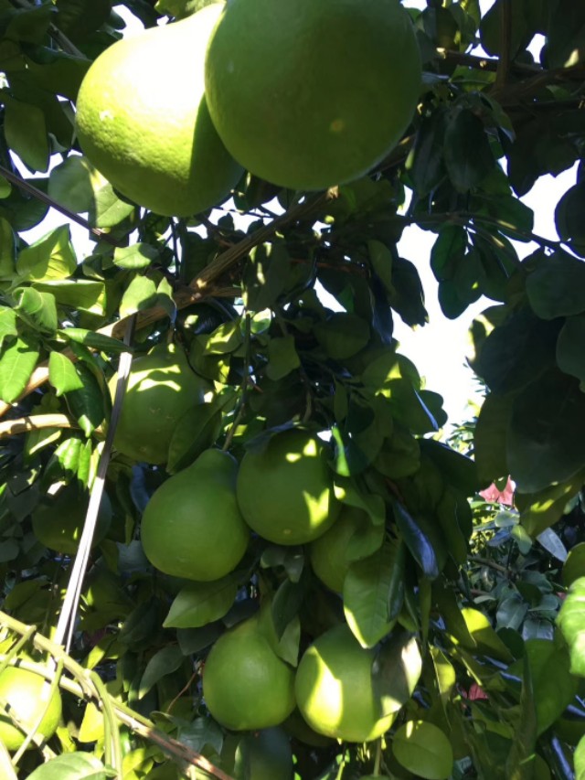 果树膨果期多少天浇一次水合适,膨果着色期阴雨对果树的影响