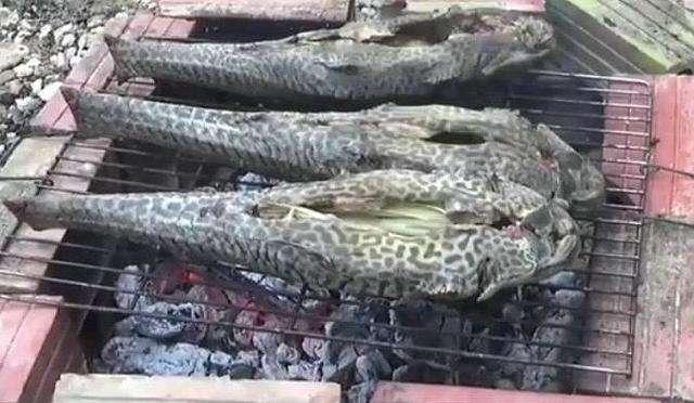 小龙虾的蜕变,小龙虾的逆袭