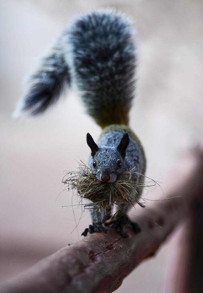 缇庡浘娆ｈ祻鍚儏鑴夎剦,缇庡浘ai娣峰壀