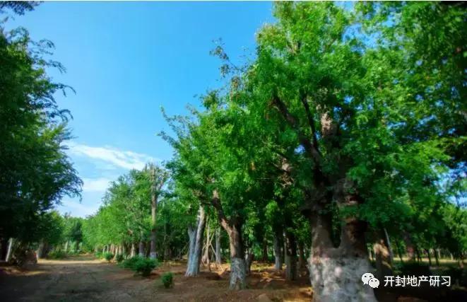 永威在开封有几个楼盘,永威开封值得买吗