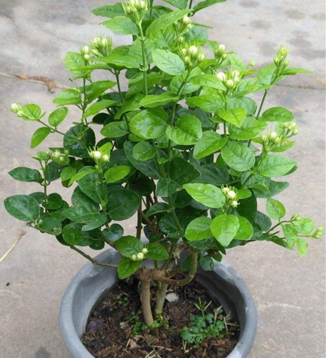 家里养花养鱼有什么好处,养花浇淘米水好吗