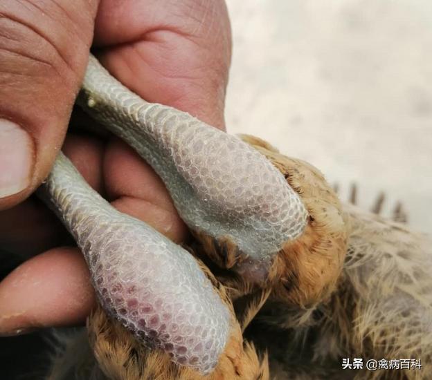 鸡鸭鹅支原体治疗方法,鹅足滑囊炎瘫痪