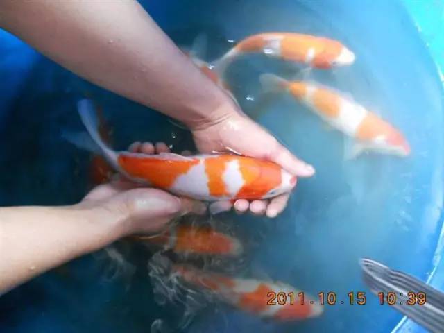 湖南最好的锦鲤养殖基地,湘潭锦鲤养殖