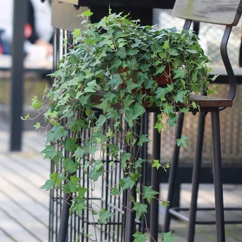 净化空气吸甲醛最好的植物大盆栽,净化空气除甲醛室内最佳植物排名