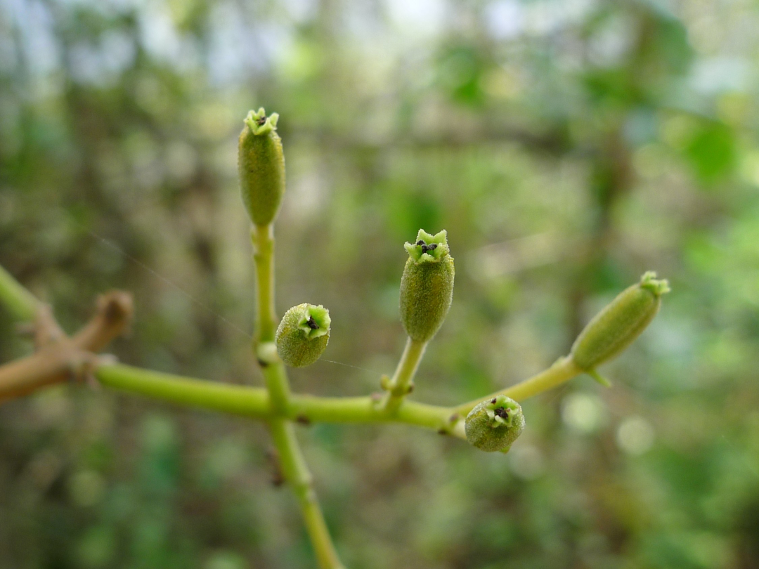 捕鸟树“杀鸟为乐”，忘记传播种子，被进化带偏的物种有多可怕？