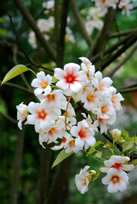 古龙峡下雪直播,古龙峡雪景