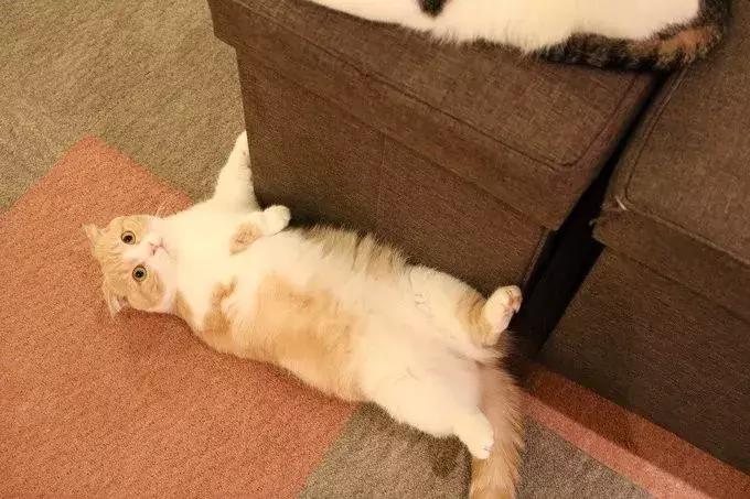 可以撸羊驼撸猫撸狗的咖啡厅,猫咖咖啡馆买猫