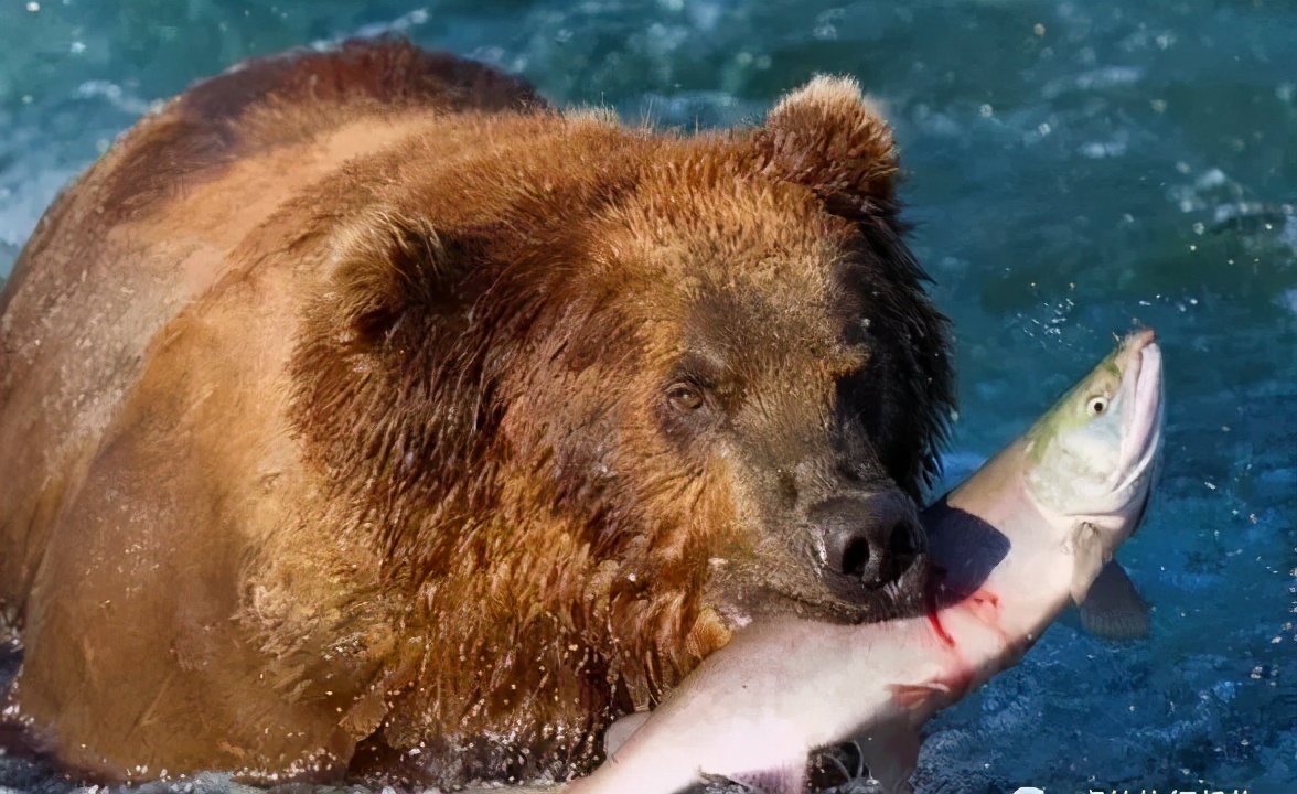 七种鱼不适合宝宝吃,不建议给宝宝吃的鱼类清单