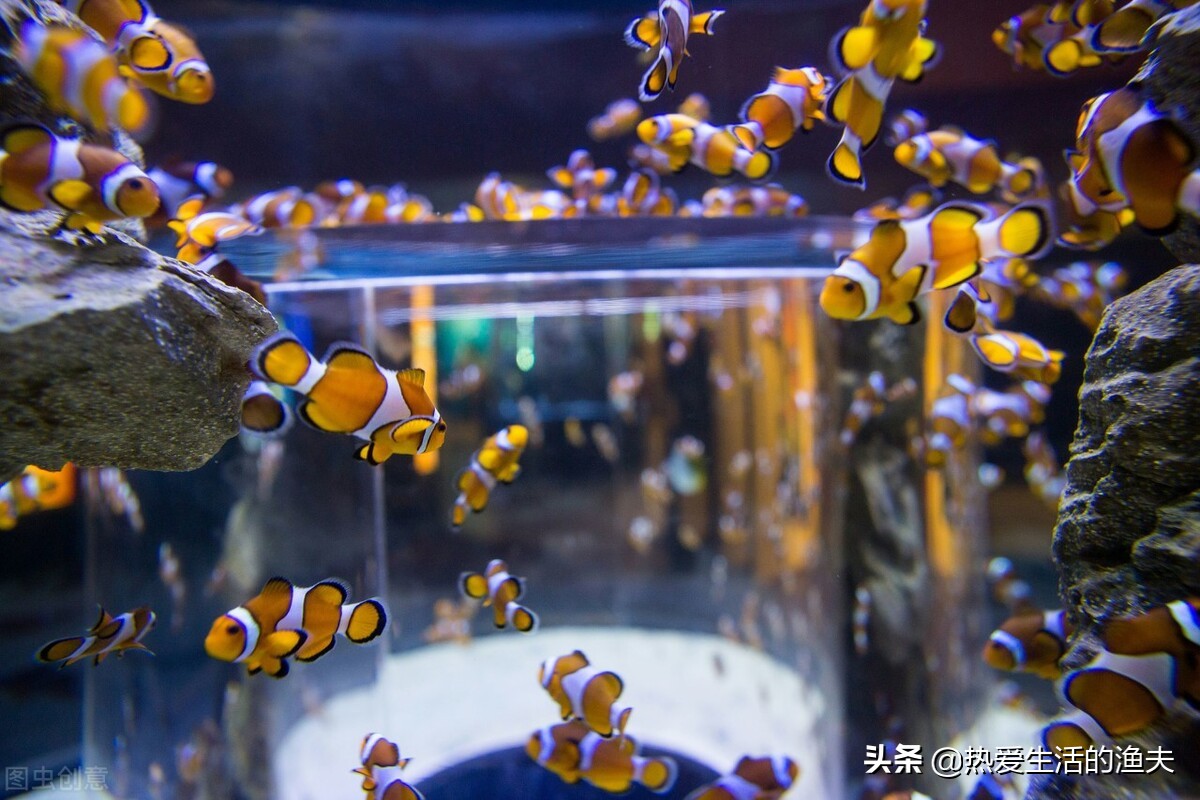 养锦鲤的水族箱什么过滤系统最好,哪种鱼缸过滤系统养锦鲤最好用